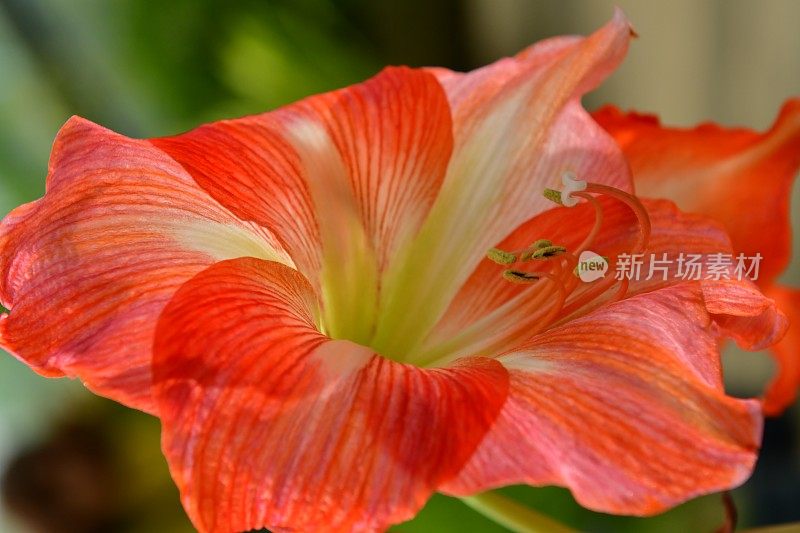 孤挺花/ Hippeastrum